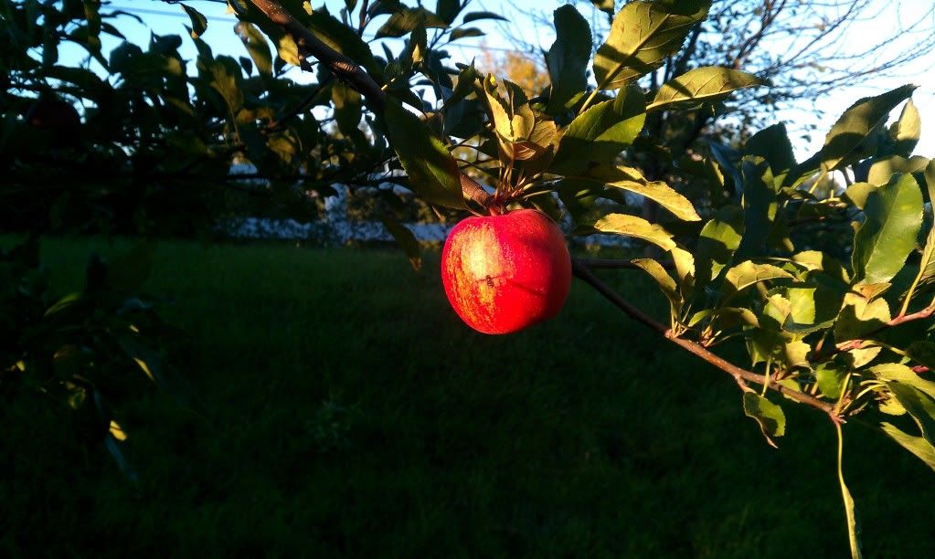 IMAG0041.jpg