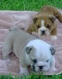 puppys-2.jpg Bull Dogs image by puppy2467