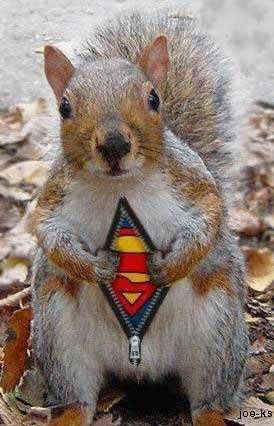 supersquirrell.jpg