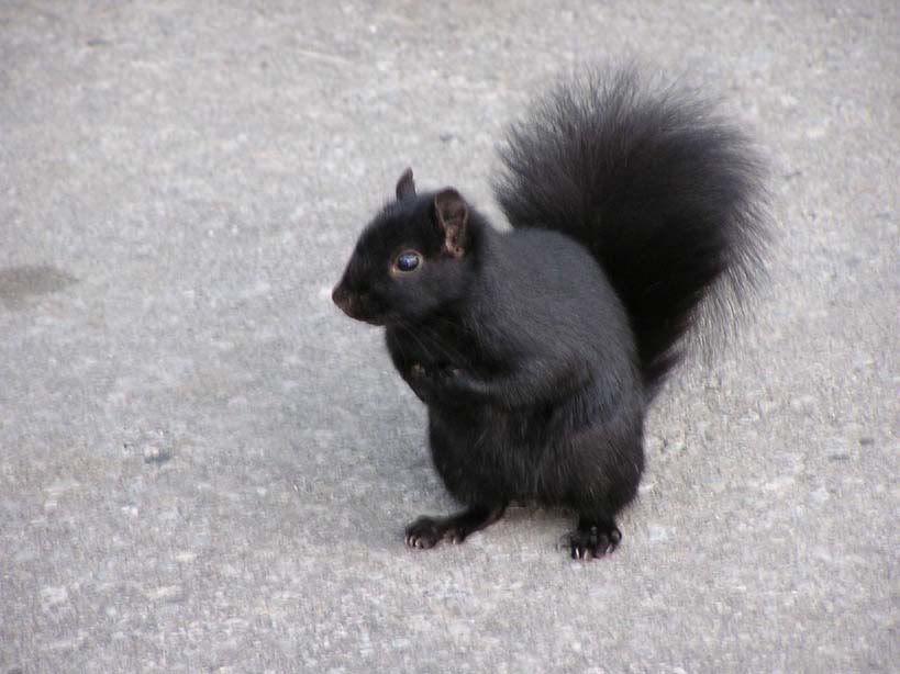 Black_Squirrel.jpg