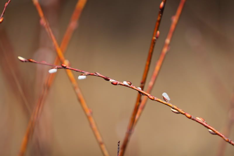 IMAGE: http://i269.photobucket.com/albums/jj53/redfire427/IMG_5922.jpg