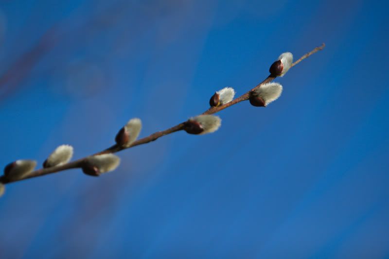 IMAGE: http://i269.photobucket.com/albums/jj53/redfire427/IMG_5929.jpg