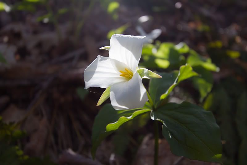 IMAGE: http://i269.photobucket.com/albums/jj53/redfire427/POTN/IMG_1273.jpg