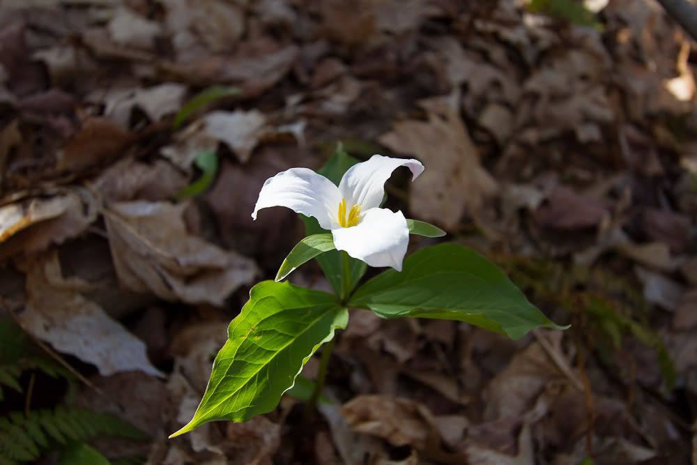 IMAGE: http://i269.photobucket.com/albums/jj53/redfire427/POTN/IMG_1274.jpg