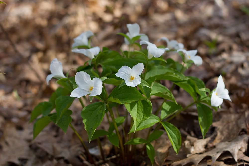 IMAGE: http://i269.photobucket.com/albums/jj53/redfire427/POTN/IMG_1325.jpg