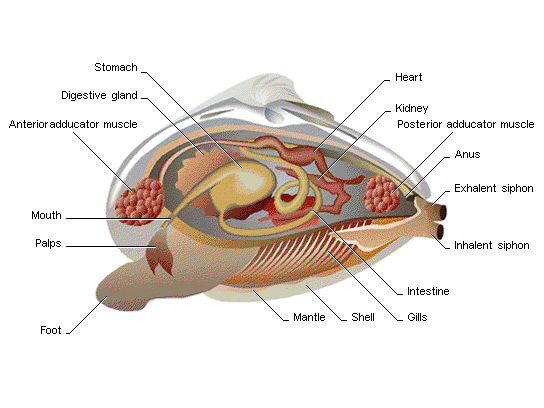 three main parts of the mollusk body