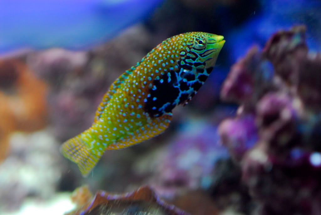 LeopardWrasseFemaleColouration.jpg