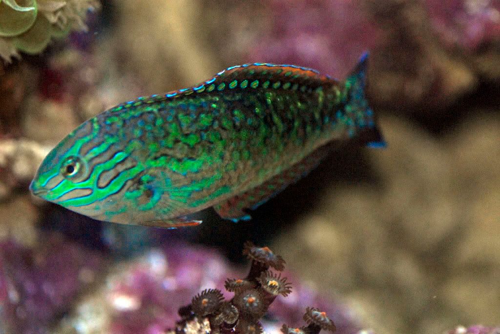 LeopardWrasseMaleColouration.jpg