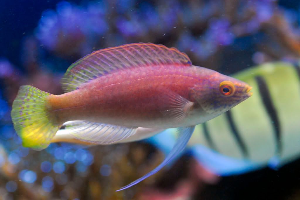 VanuatuPyleiWrasse.jpg