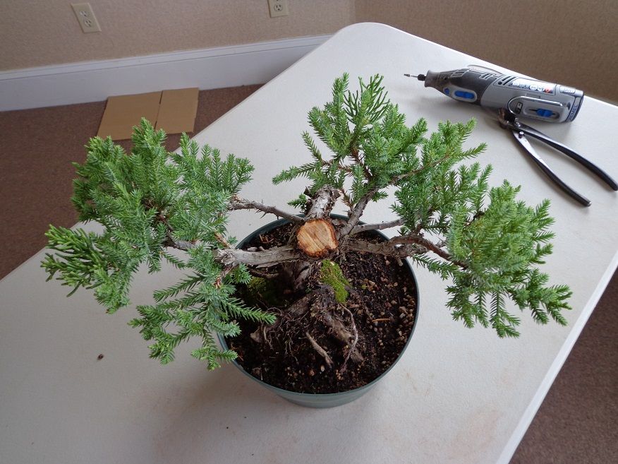 Juniper Trunk Chop Cutting Success! Bonsai Nut