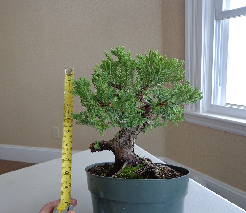 Juniper Trunk Chop Cutting Success! Bonsai Nut