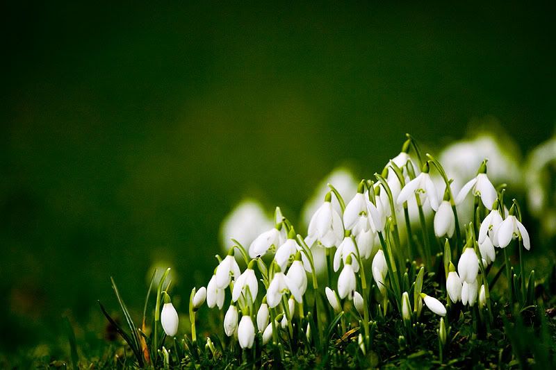 Snowdrops_by_mole2k.jpg