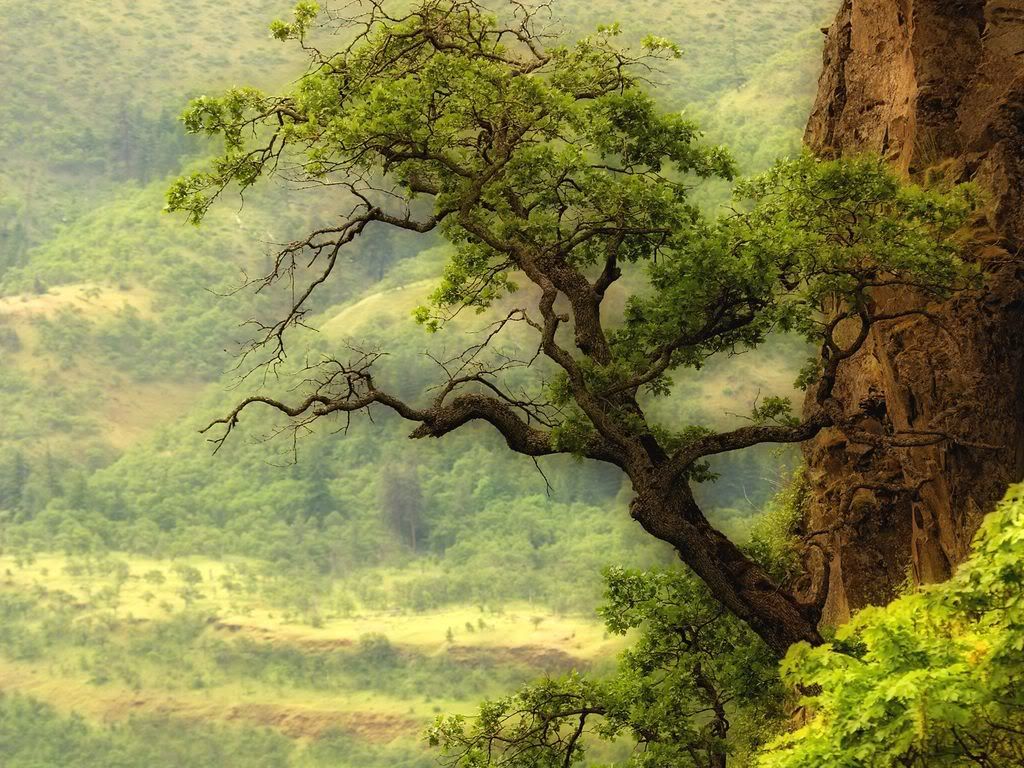OakTreeOvertheColumbiaRiverWashingt.jpg