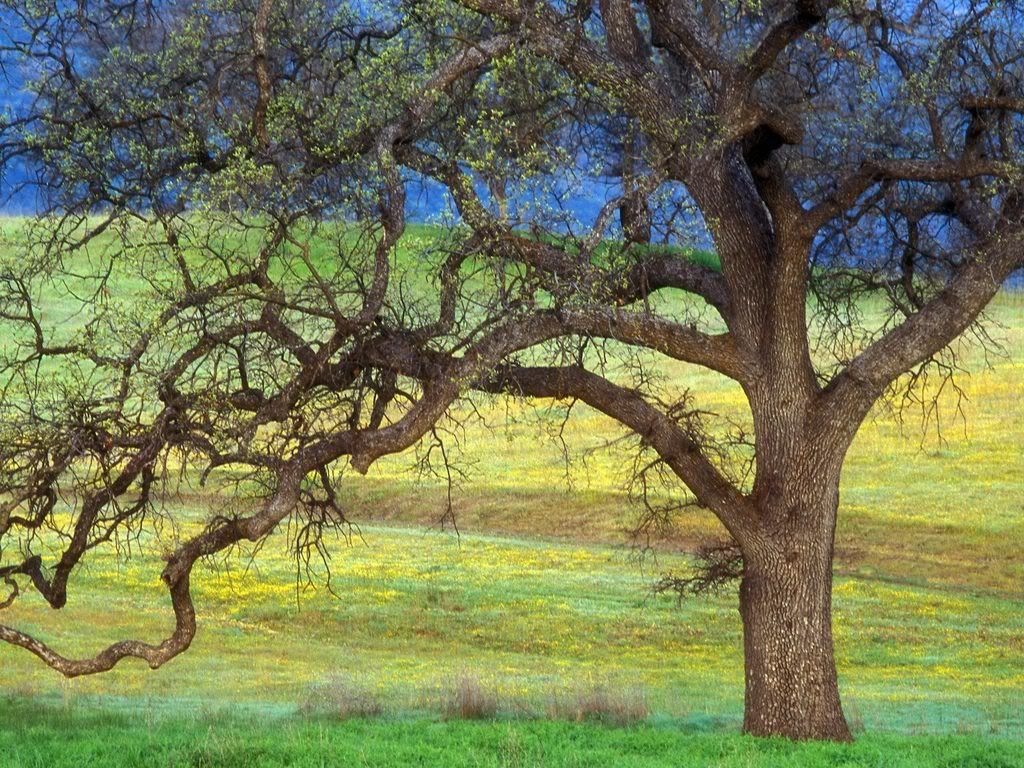 OakTreeandFieldsCalifornia.jpg