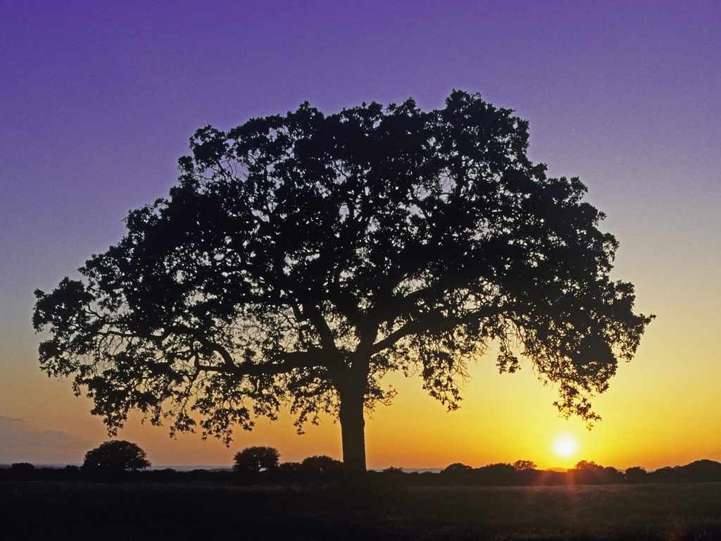 OakTreeatSunsetBurnetCountyTexas.jpg
