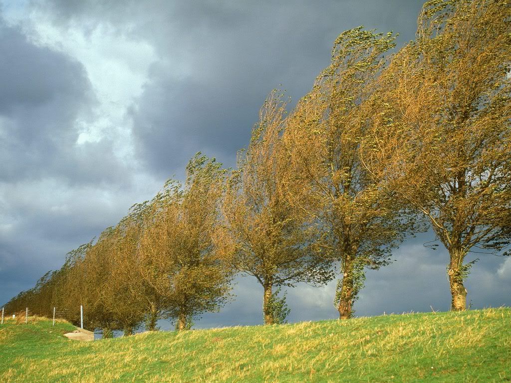 PoplarsHollandTheNetherlands.jpg