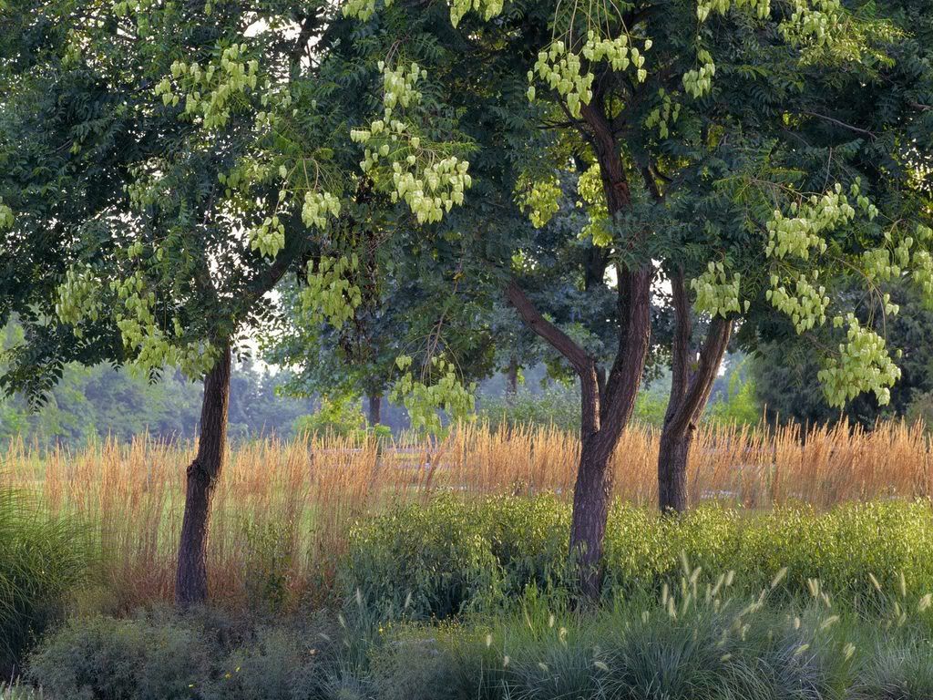 RainTrees.jpg
