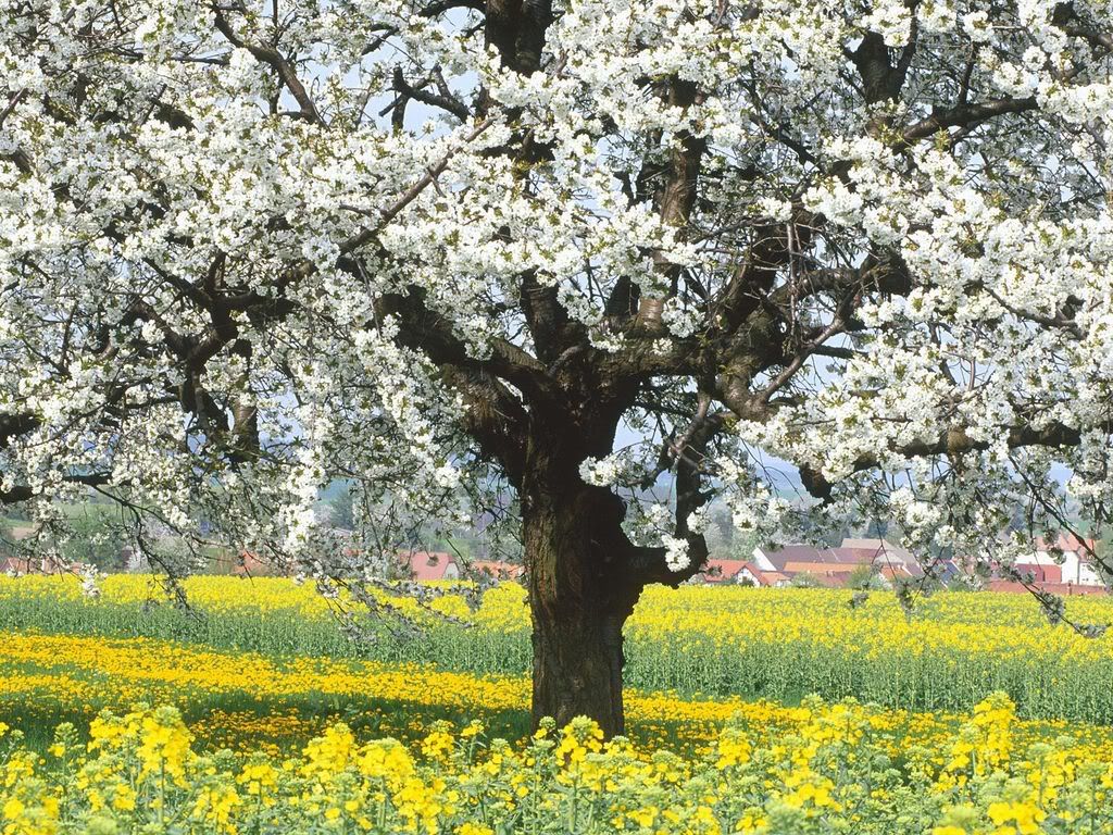 RapeFieldWithBloomingCherryTreeGerm.jpg