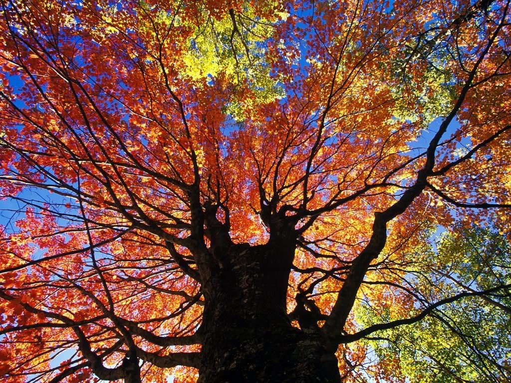 RedMapleinAutumnWestVirginia.jpg