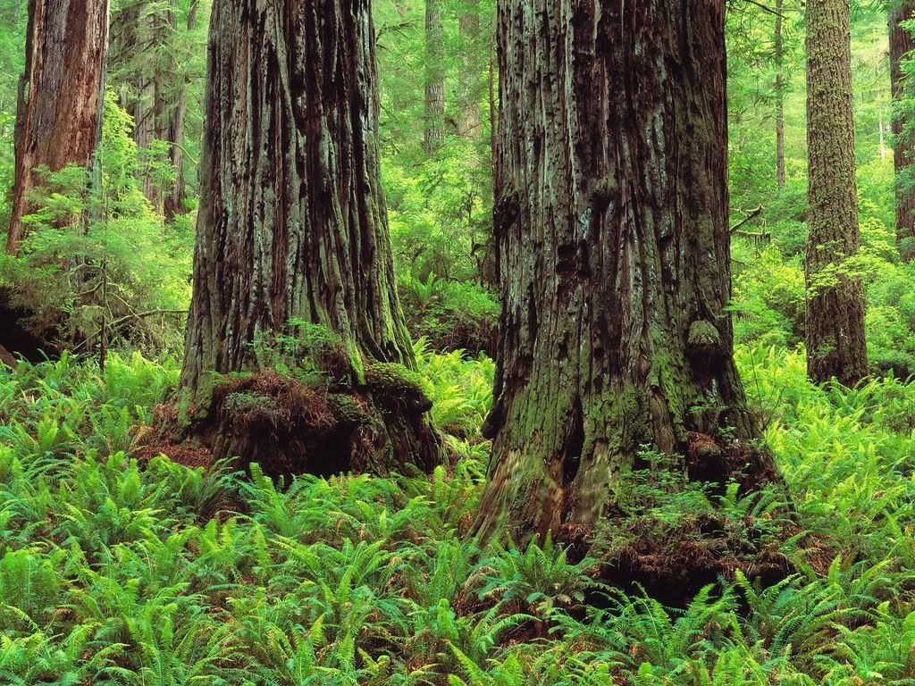 RedwoodTrunksandFernsPrairieCreekRe.jpg