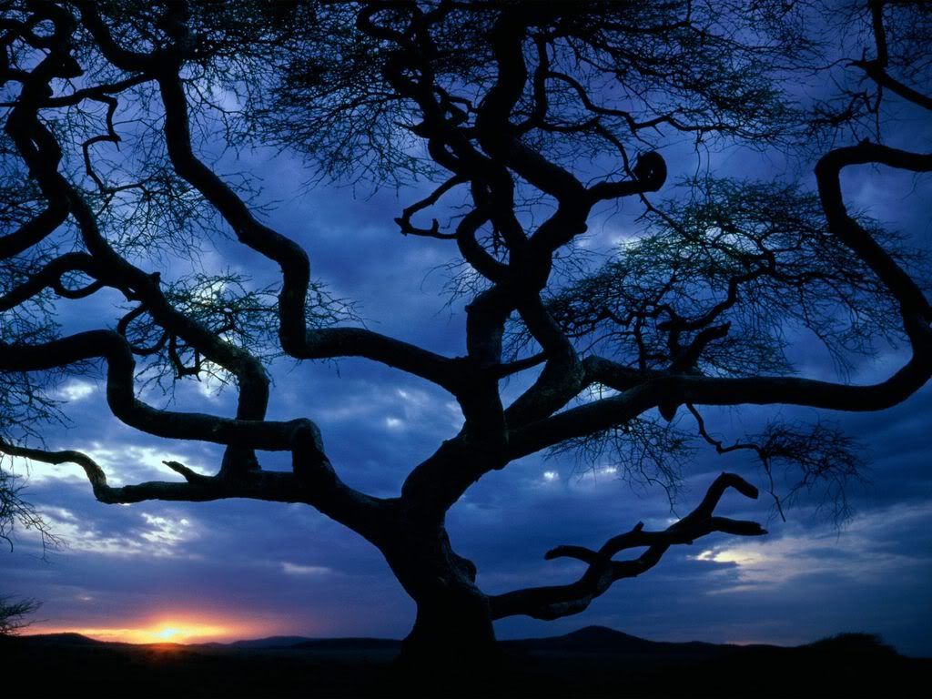 SerengetiNationalParkTanzania.jpg