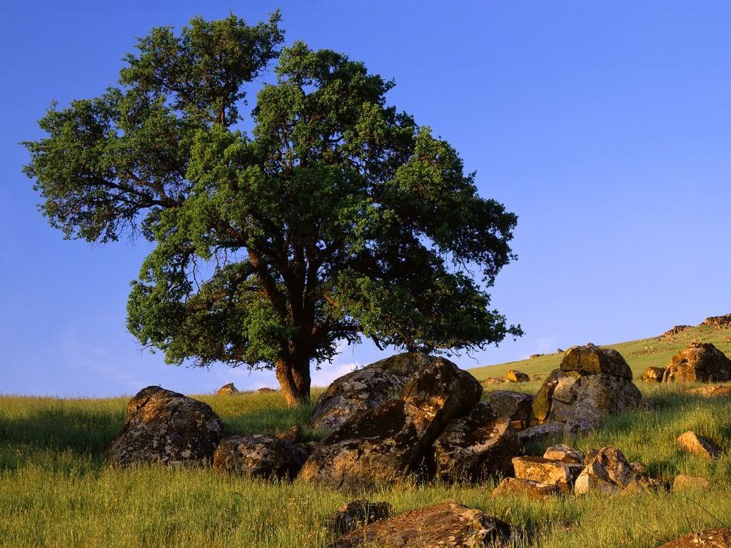SierraNevadaFoothillsCalifornia.jpg