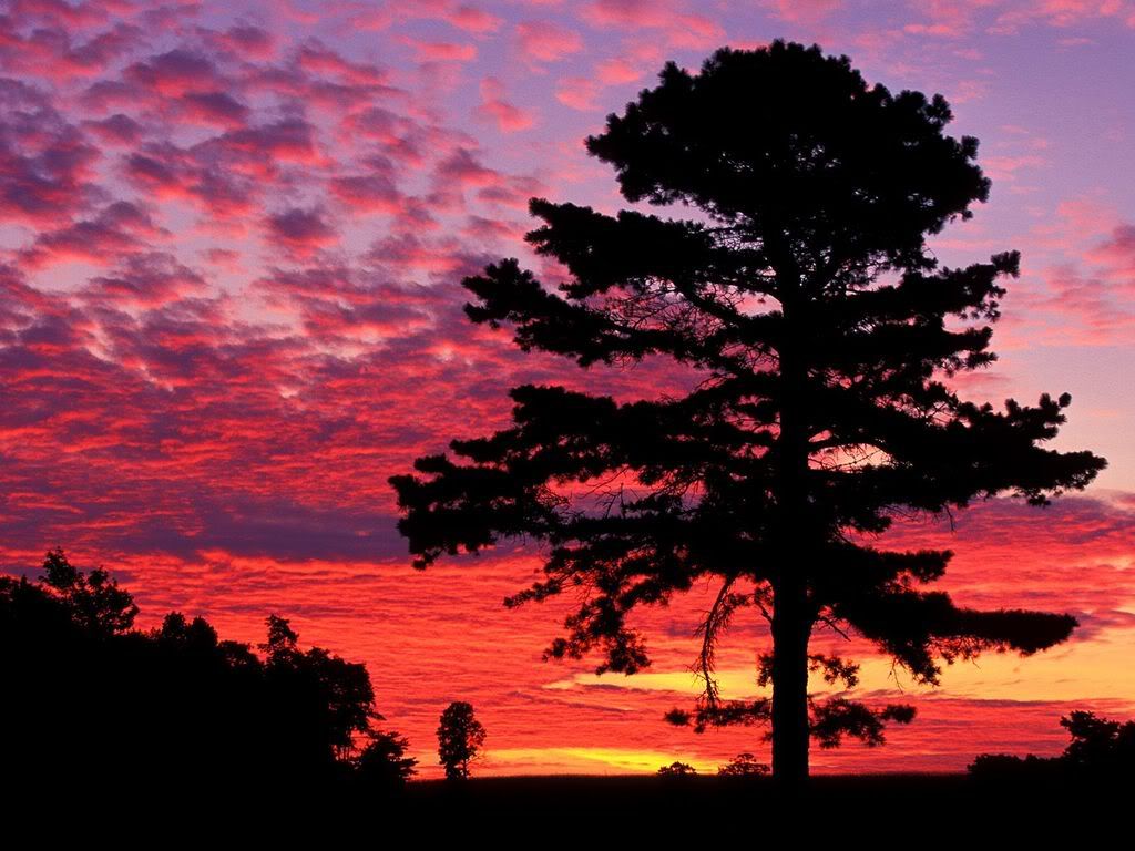 SilhouettedPineatSunsetKentucky.jpg