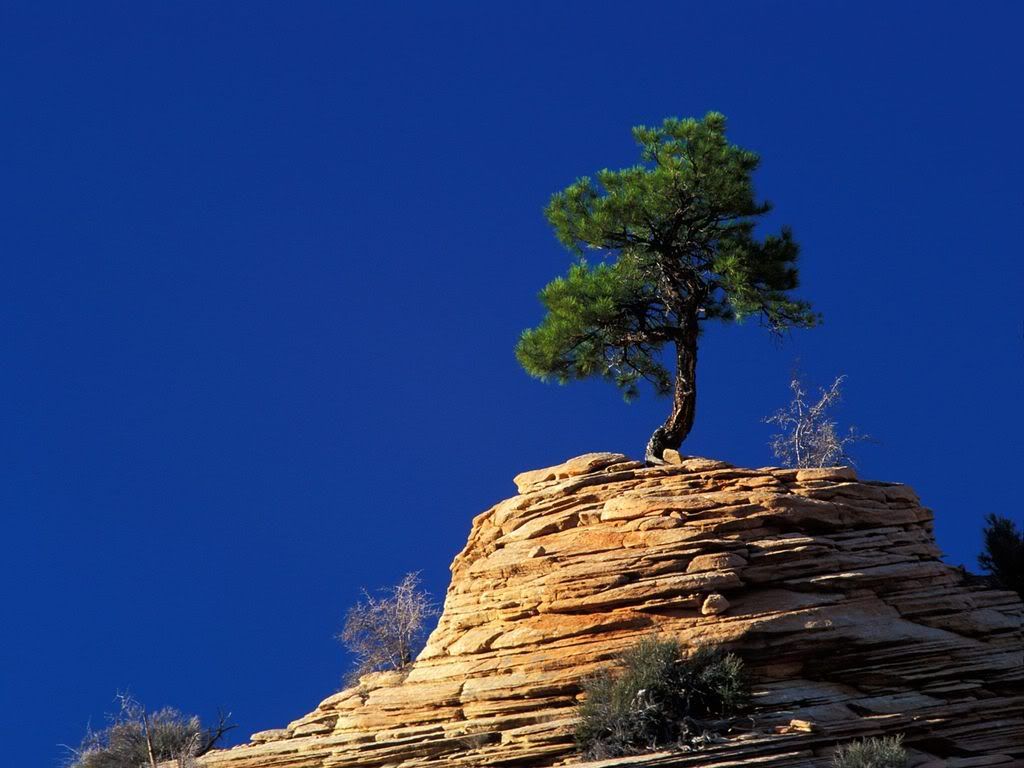 SinglePineTreeAtopSandstoneFormatio.jpg
