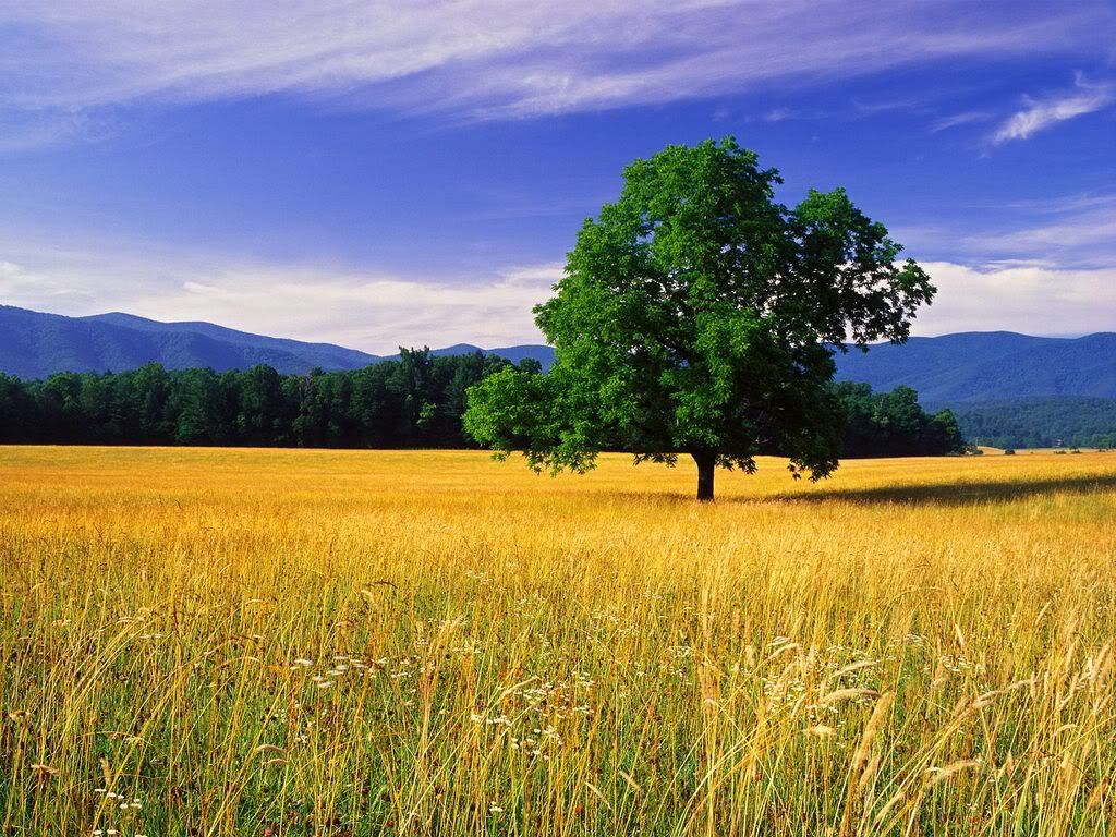 SingleWhiteOakGreatSmokyMountainsNa.jpg