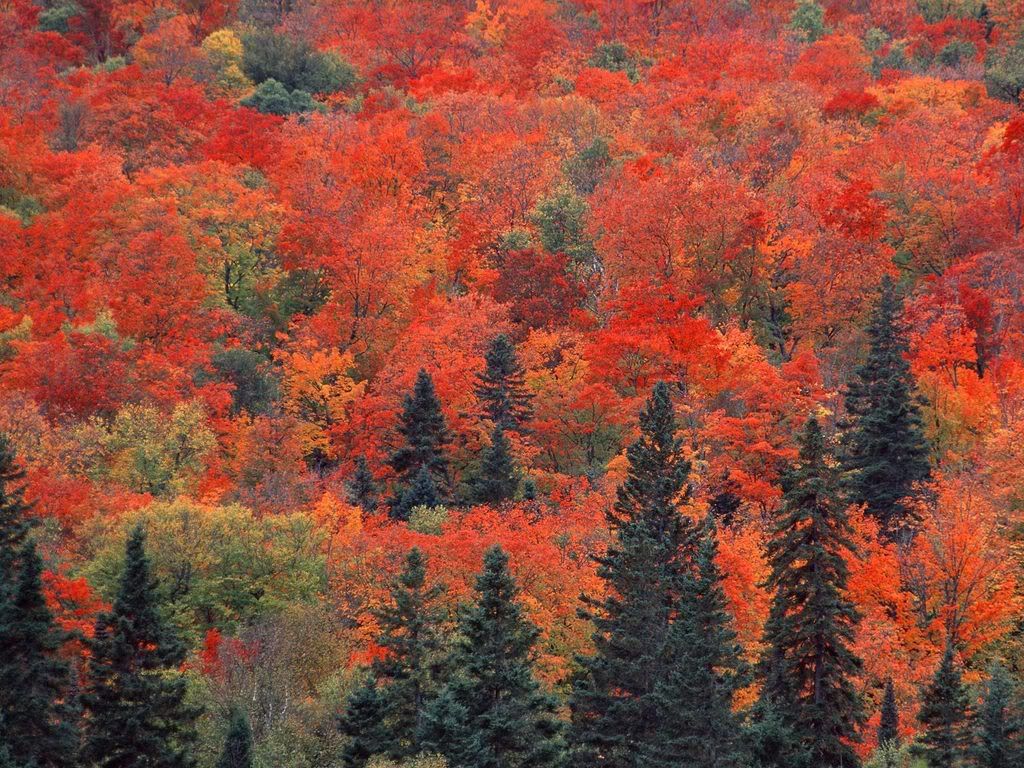 SugarMaplesandSpruceTreesOntarioCan.jpg