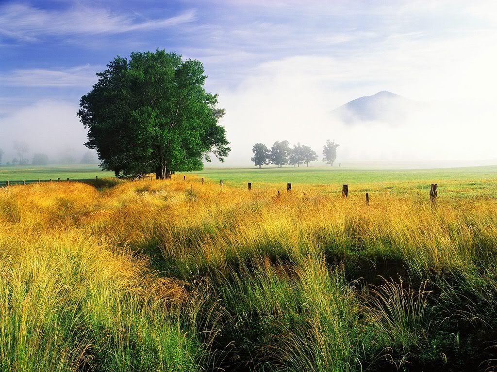 WispyFieldandWhiteOakGreatSmokyMoun.jpg