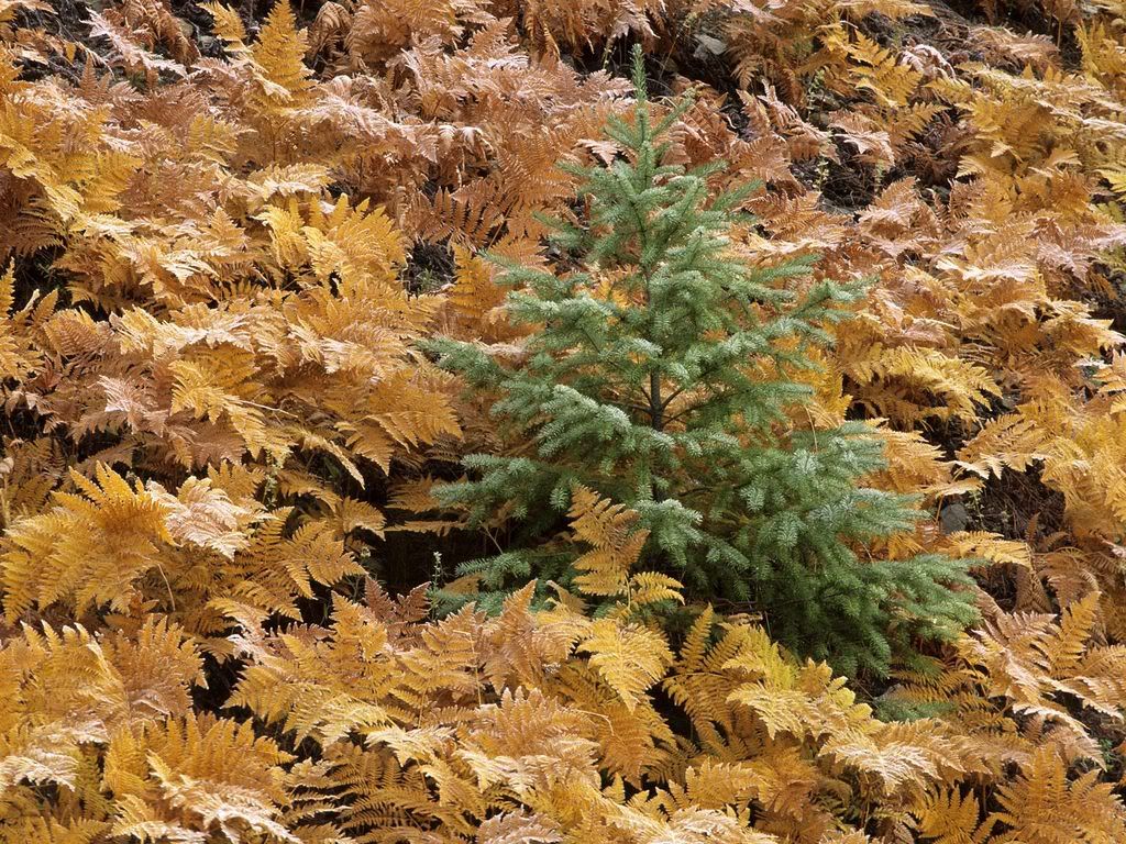 YoungFirTreeandFernsinAutumnMountRa.jpg