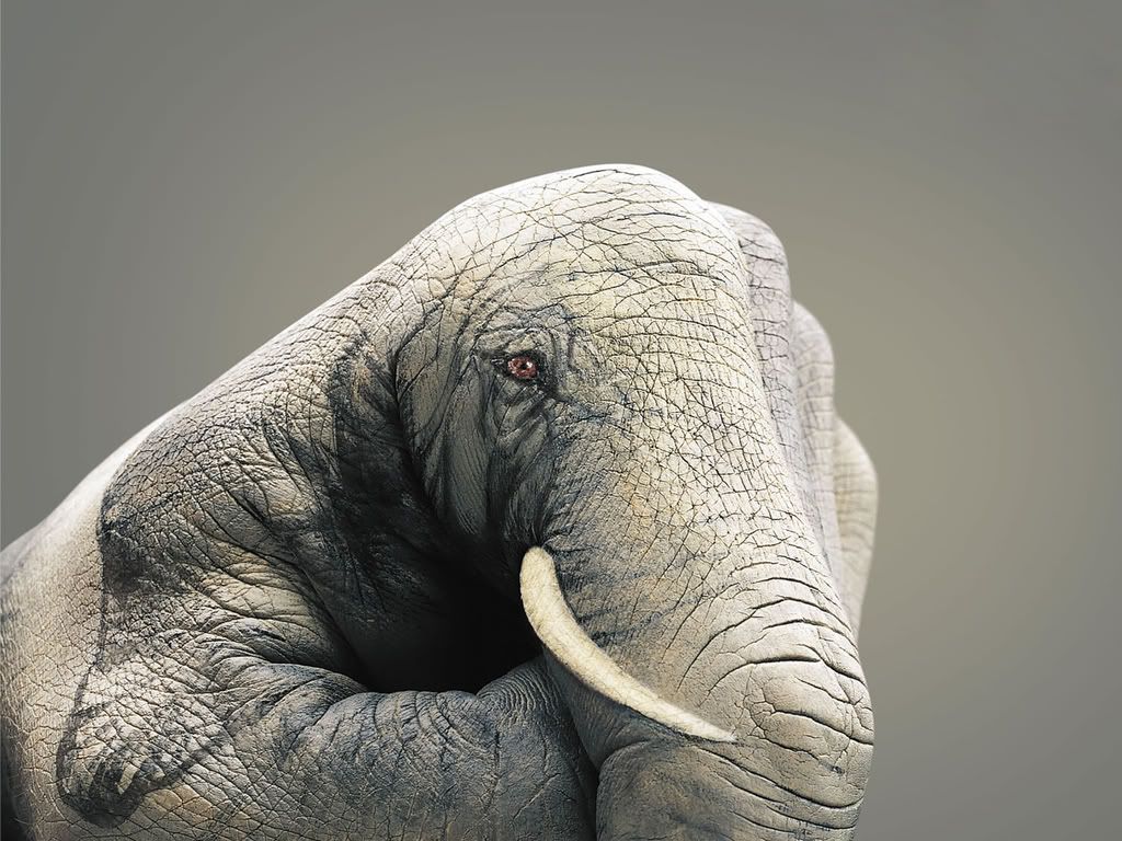 Elephant.jpg