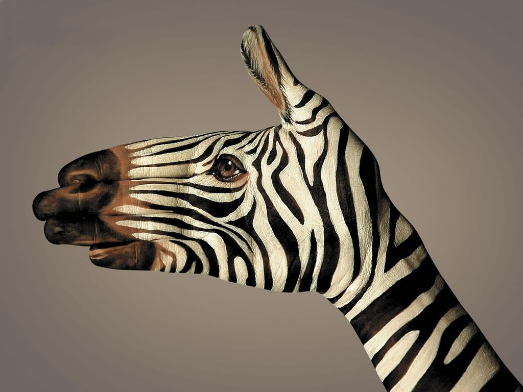 Zebra.jpg