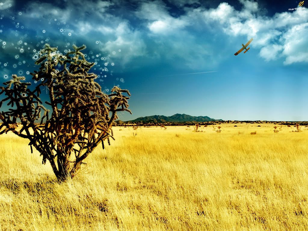 TheMagicTree.jpg