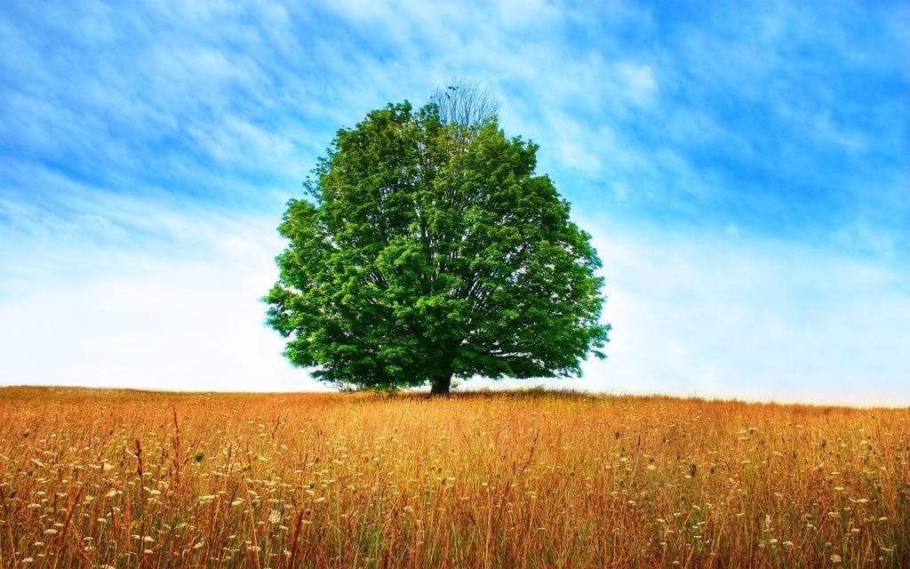 ws_Dryness_Tree_1680x1050.jpg