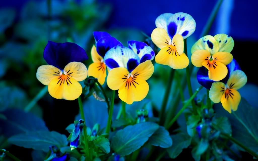 ws_Pansies_1680x1050.jpg