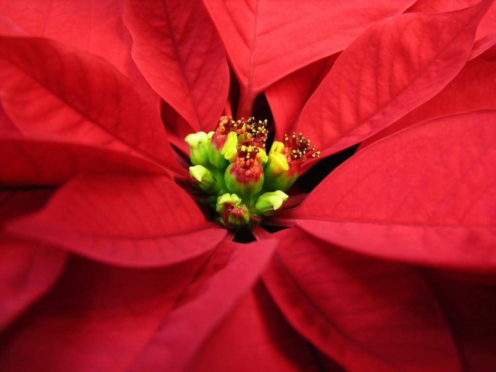 ws_Fire_Plant_1600x1200.jpg