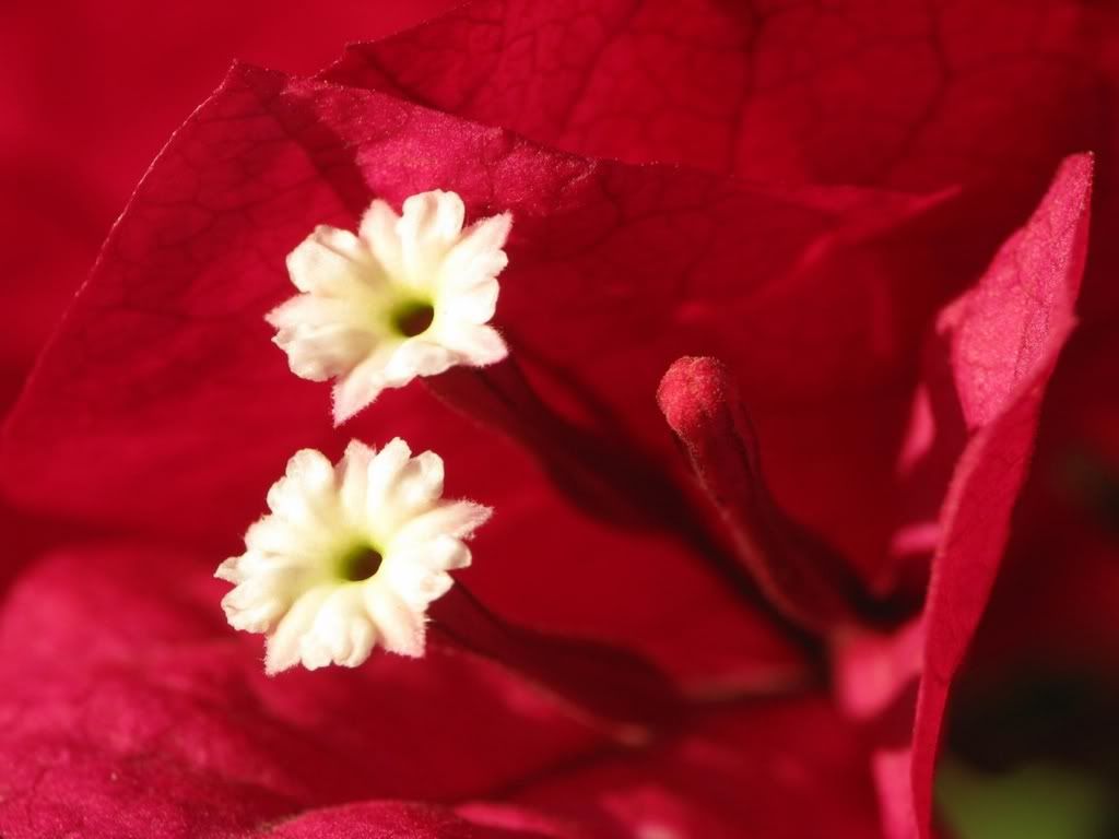 ws_Flowers_Emoticons_1600x1200.jpg