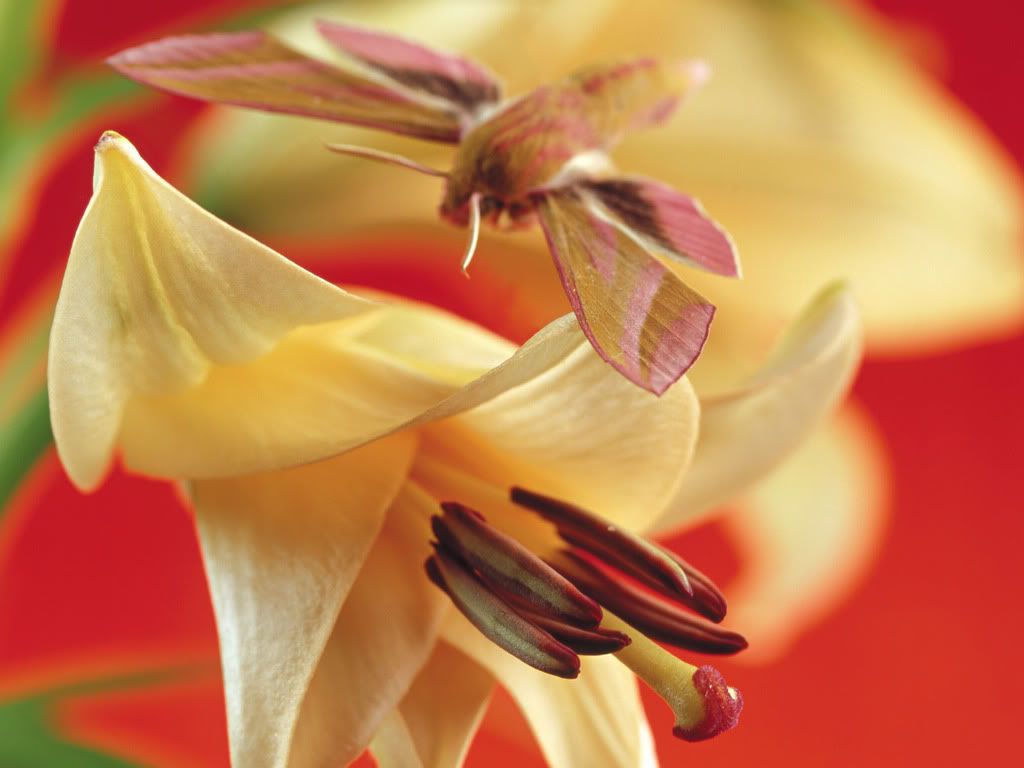 ws_Lily_Flowers_1600x1200.jpg