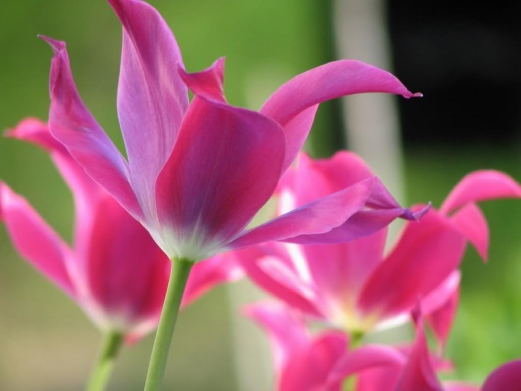 ws_Open_Tulips_1024x768.jpg