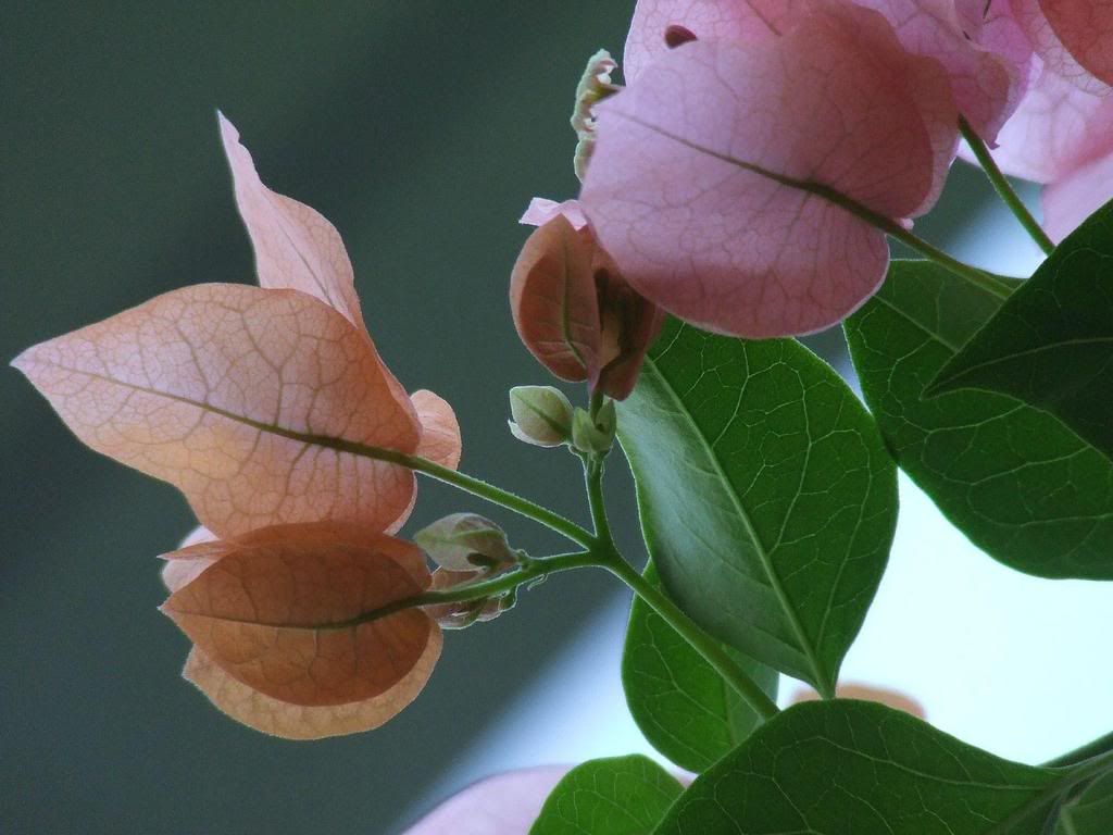 ws_Pink_Green_1600x1200.jpg