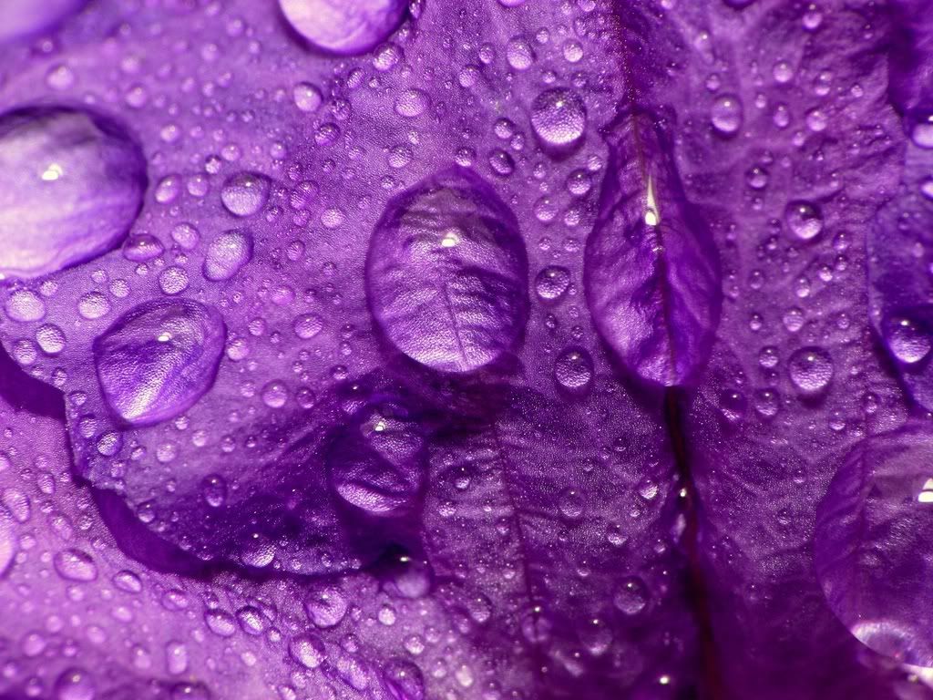 ws_Purple_Rain_1600x1200.jpg