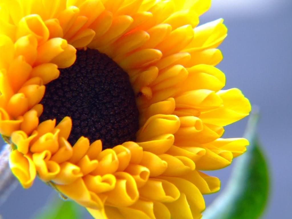 ws_Summer_Flower_1600x1200.jpg