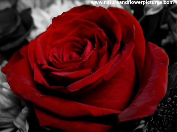 black and white background. red-rose-lack-and-white-