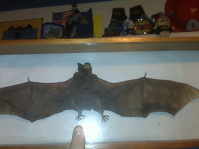 bat Pictures, Images and Photos
