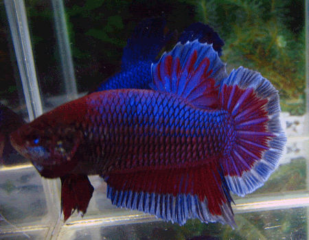 Giant Cupang Import