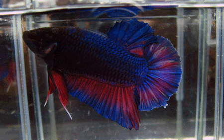 Giant Cupang Import
