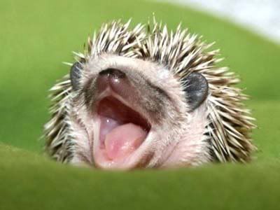 Yawning Baby Hedgehog Pictures, Images and Photos
