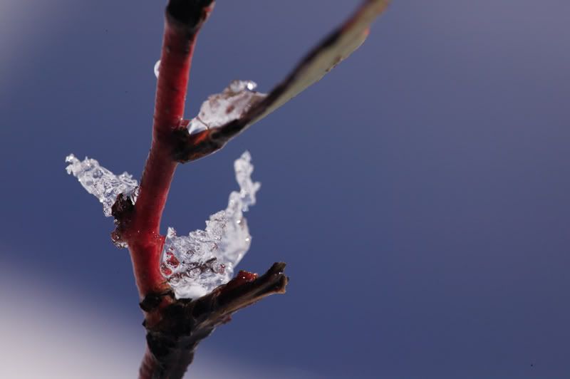 IMAGE: http://i269.photobucket.com/albums/jj64/liquidkiwi/BrightIceTwig.jpg